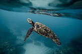 TUI Care Foundation: Πρωτοβουλία για την προστασία της θαλάσσιας χελώνας στα τουρκικά παράλια